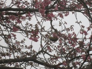 園内の花や桜の開花状況 鹿児島市の自然豊かな都市公園 鹿児島県立 吉野公園