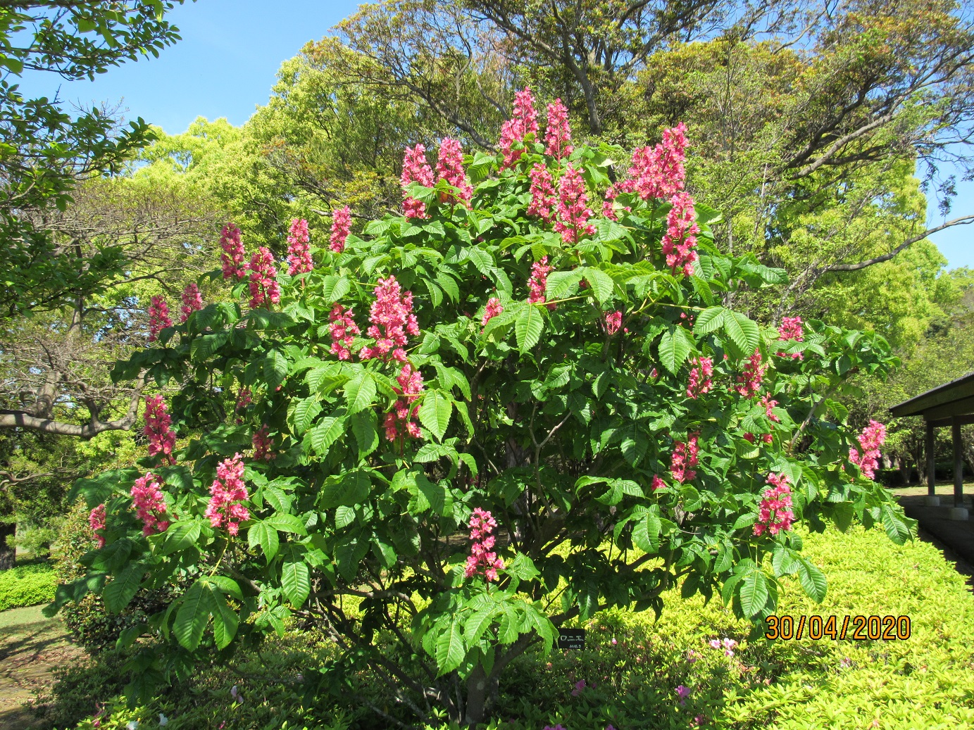 マロニエ|鹿児島市の自然豊かな都市公園 オアシスケア吉野公園